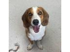 Adopt Wilbur a Beagle, Basset Hound