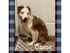 Adopt Camo a Australian Shepherd
