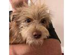Adopt Chewy a Terrier