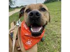 Adopt Ramsey a Mixed Breed