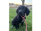 Adopt Viper a Brittany Spaniel, German Shorthaired Pointer