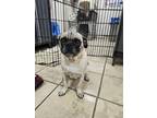 Adopt Red a Pug