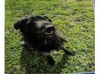 Adopt Ben 10 a Irish Wolfhound