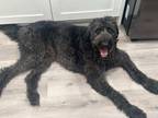 Adopt Asher a Goldendoodle