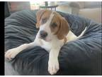 Adopt Dexter a Basset Hound, Labrador Retriever