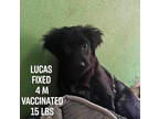 Adopt Lucas a Labrador Retriever, Terrier