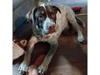 Adopt Lou a Pointer, Cattle Dog