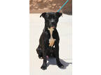 Adopt Bando #235774 a Pit Bull Terrier