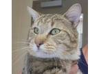 Adopt Bull a Domestic Short Hair