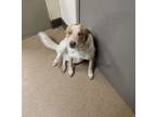 Adopt Jack #233124 a Australian Cattle Dog / Blue Heeler, Mixed Breed