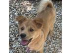 Adopt Backkom a Jindo, Spitz