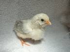 Adopt CHICK 2 a Chicken