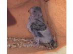 Adopt BABY a Parakeet (Other)