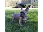 French Bulldog Puppy for sale in Dundee, OH, USA