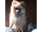 Pomeranian Puppy for sale in West Plains, MO, USA