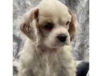 Cocker Spaniel Puppy for sale in Andover, MN, USA