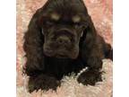 Cocker Spaniel Puppy for sale in Andover, MN, USA