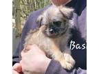 Brussels Griffon Puppy for sale in Berkeley Springs, WV, USA