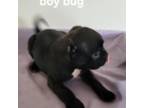 Bug boy