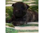 Cairn Terrier Puppy for sale in Madison, SD, USA