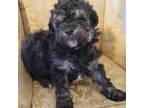 Shih-Poo Puppy for sale in Greenville, TX, USA