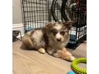 Miniature Australian Shepherd Puppy for sale in Rowlett, TX, USA