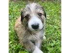 Australian Shepherd Puppy for sale in Rock Hill, SC, USA
