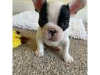 French Bulldog Puppy for sale in Chico, CA, USA