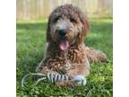 Goldendoodle Puppy for sale in Pensacola, FL, USA