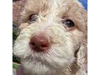 Goldendoodle Puppy for sale in Lumberton, TX, USA