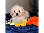 Maltipoo Puppy for sale in Spring, TX, USA