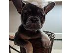 French Bulldog Puppy for sale in White River Junction, VT, USA