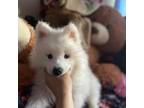 Samoyed Puppy for sale in Modesto, CA, USA