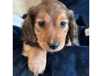Dachshund Puppy for sale in Macomb, MI, USA