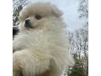 Pomeranian Puppy for sale in Jackson, MI, USA