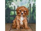 Cavalier King Charles Spaniel Puppy for sale in Edon, OH, USA