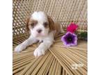 Cavalier King Charles Spaniel Puppy for sale in Edon, OH, USA