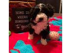 Mutt Puppy for sale in Lapeer, MI, USA