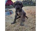 Great Dane Puppy for sale in Ulen, MN, USA