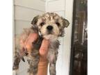 Maltipoo Puppy for sale in Wilmer, AL, USA