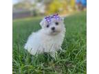 Maltese Puppy for sale in Pearson, GA, USA