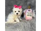 Maltese Puppy for sale in Pearson, GA, USA