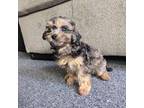 Cavapoo Puppy for sale in Dunlap, TN, USA