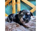 Yorkshire Terrier Puppy for sale in Trinity, FL, USA