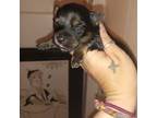 Chorkie Puppy for sale in Suffolk, VA, USA