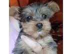 Yorkshire Terrier Puppy for sale in Spring City, TN, USA