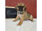 Puggle Puppy for sale in Chambersburg, PA, USA