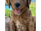 Goldendoodle Puppy for sale in Saint Paul, KS, USA