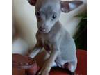Chihuahua Puppy for sale in Lebanon, MO, USA