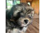 Shorkie Tzu Puppy for sale in Bangs, TX, USA